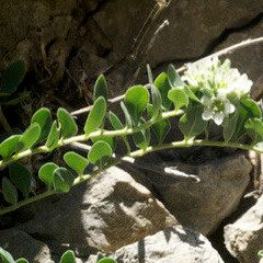 Telephium imperati Levél