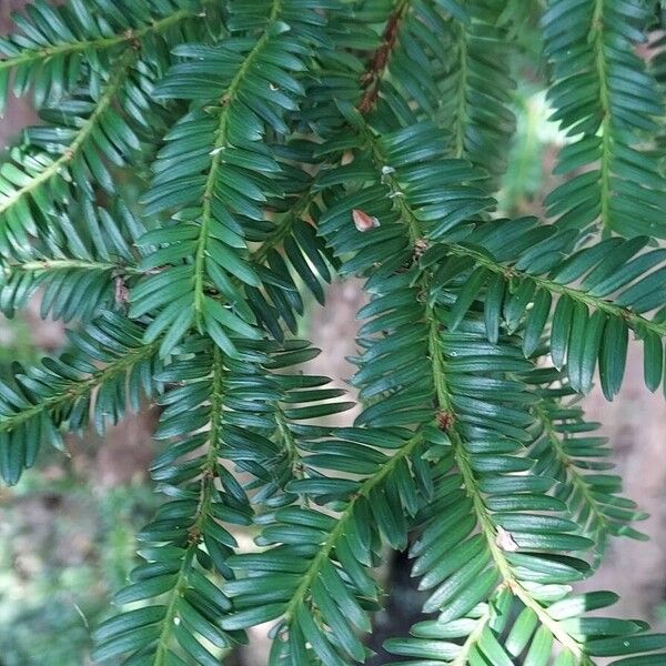 Taxus brevifolia Lapas