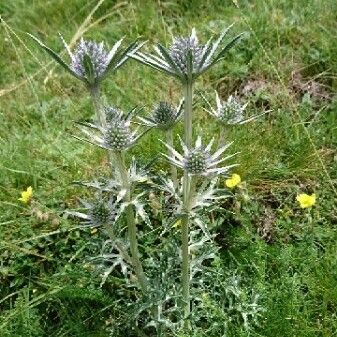 Eryngium bourgatii Bloem