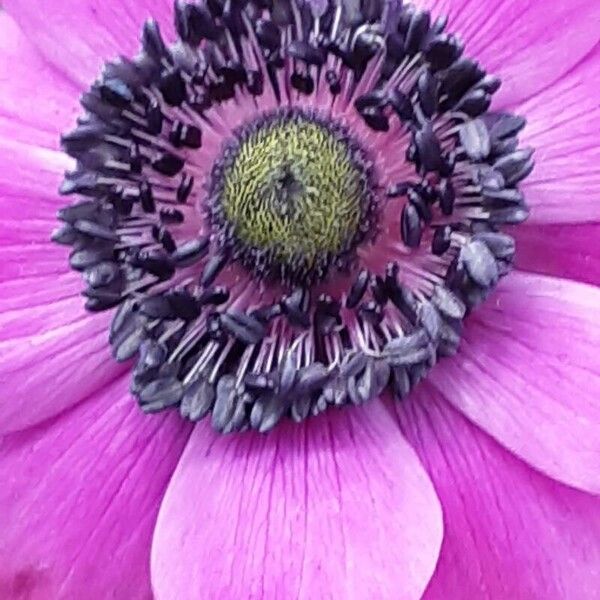 Anemone coronaria 花