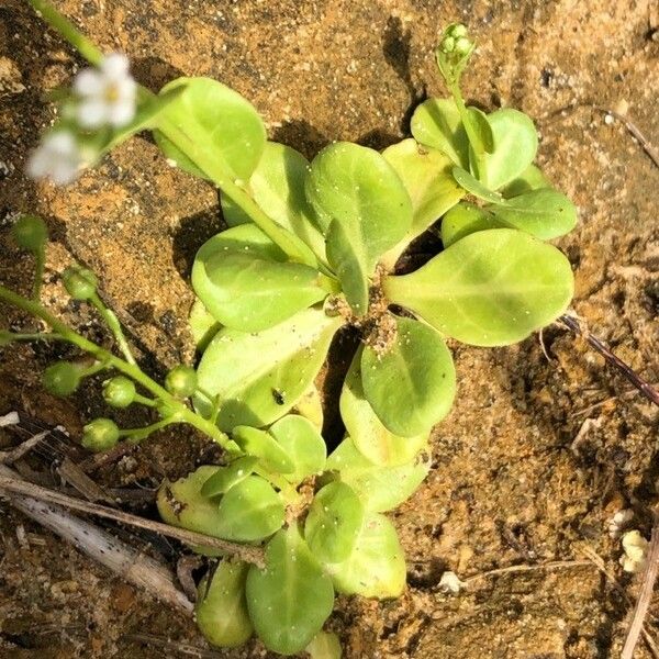 Samolus valerandi Leaf