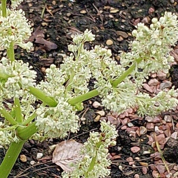 Rheum rhabarbarum Кветка