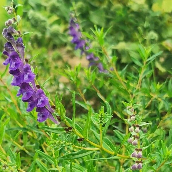 Scutellaria baicalensis 花