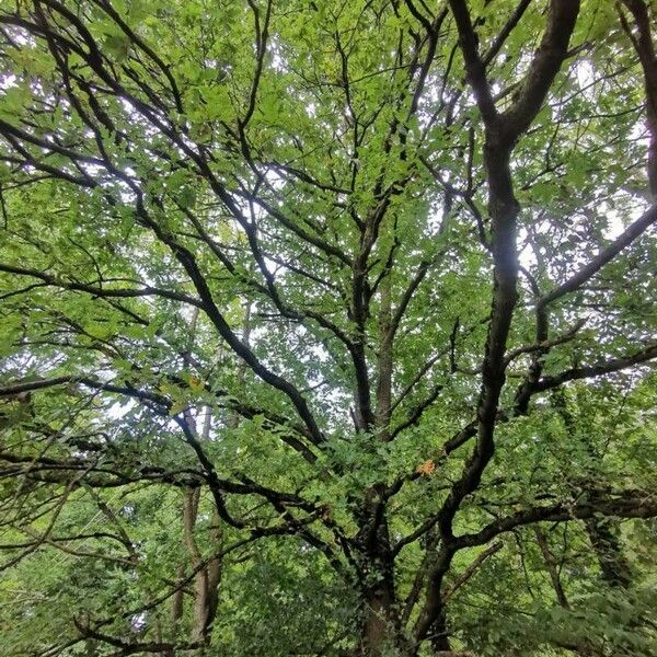 Quercus robur ശീലം