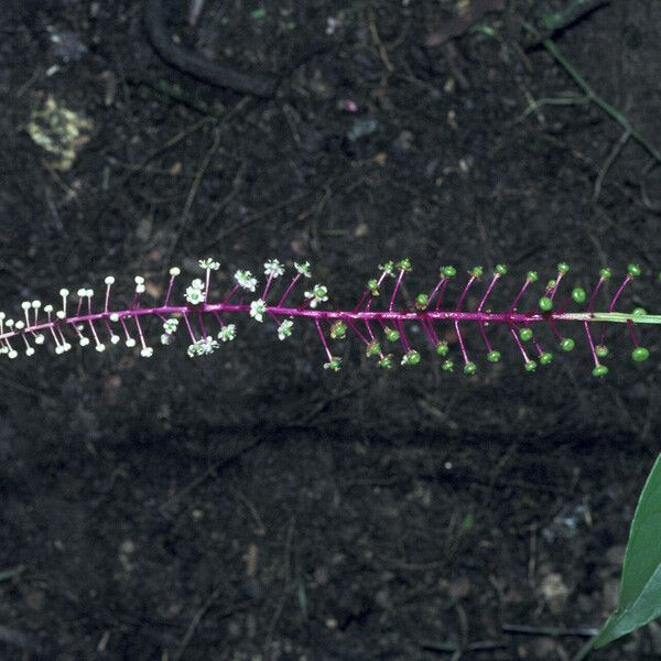 Phytolacca rivinoides ফুল