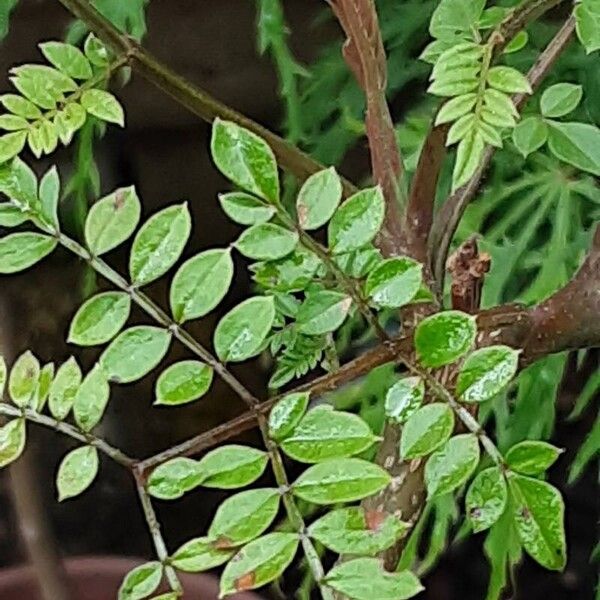 Jacaranda mimosifolia पत्ता