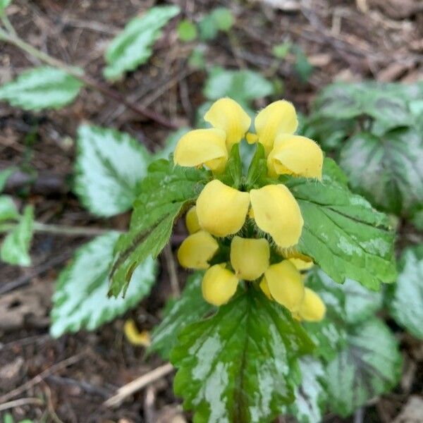 Lamium galeobdolon Flower