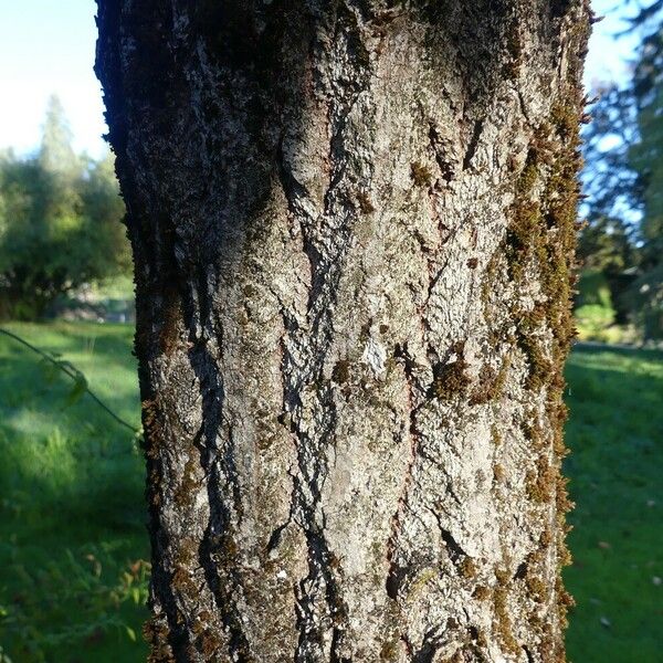 Sassafras albidum Rusca