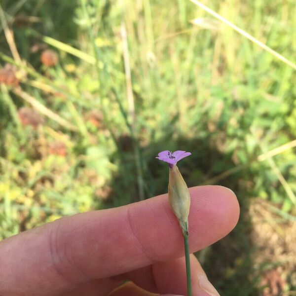 Petrorhagia nanteuilii Flower