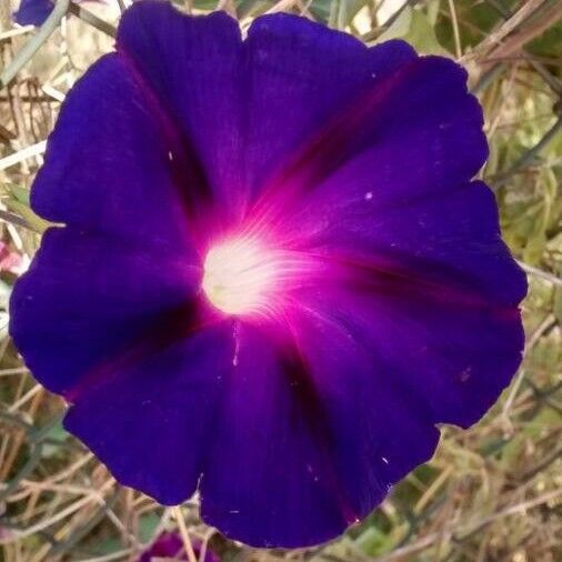 Ipomoea purpurea Cvet