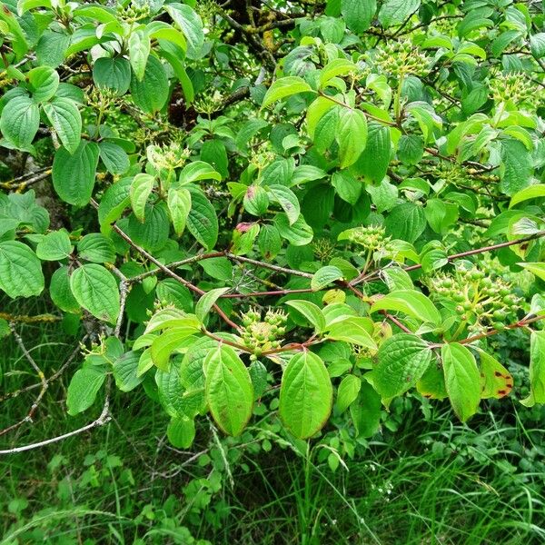 Cornus sanguinea Habit