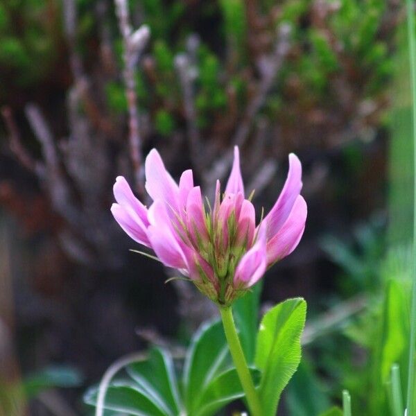 Trifolium alpinum Blüte