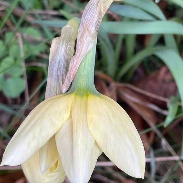 Narcissus tazetta ফুল