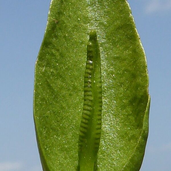 Ophioglossum vulgatum Bark