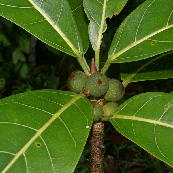 Ficus obtusifolia Плід