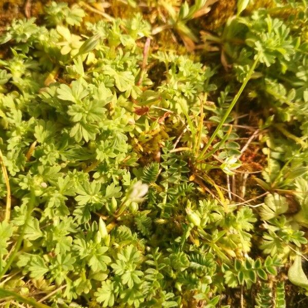 Alchemilla australis Blad