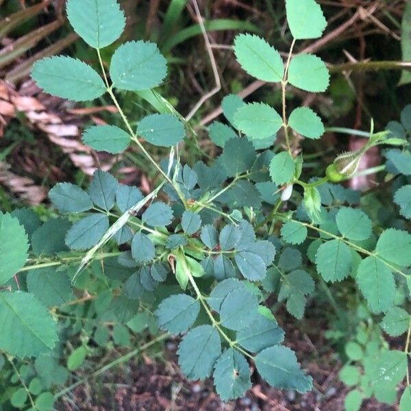 Rosa woodsii পাতা