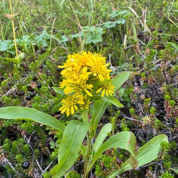 Solidago multiradiata പുഷ്പം