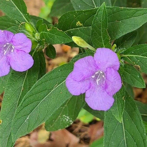 Ruellia strepens Blodyn