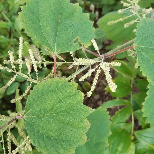 Boehmeria platanifolia Blad