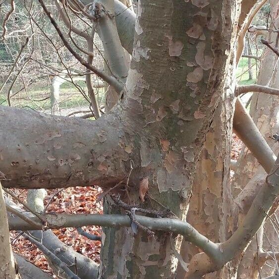 Parrotia persica बार्क (छाल)