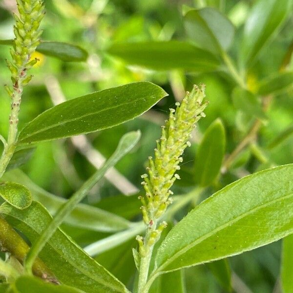 Salix × fragilis Flor