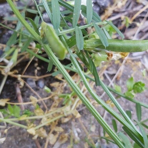 Vicia grandiflora Φρούτο