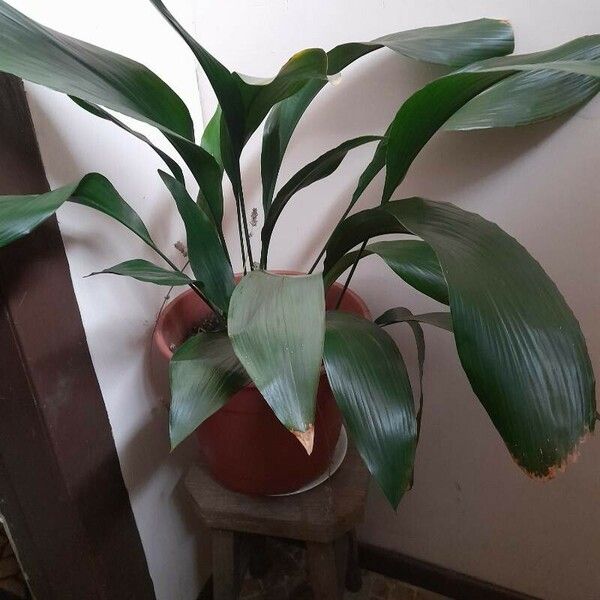 Aspidistra elatior Leaf