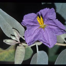 Solanum hindsianum Fleur