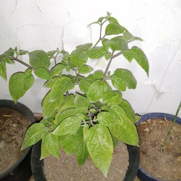 Capsicum baccatum Лист