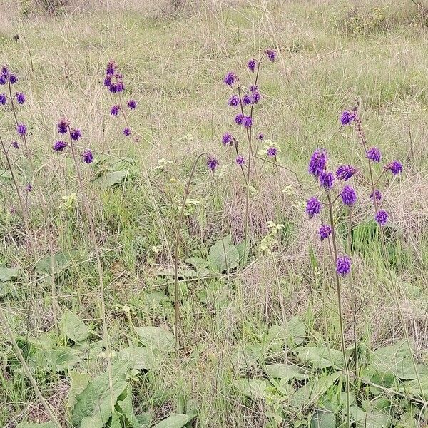 Salvia nutans Habit