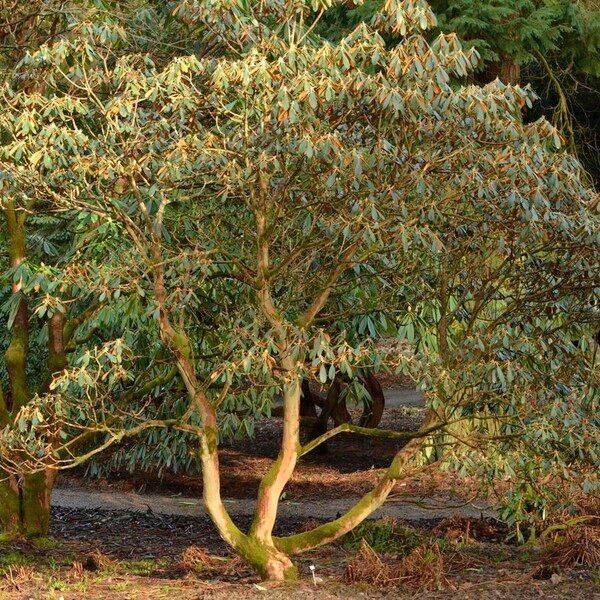 Rhododendron rufum