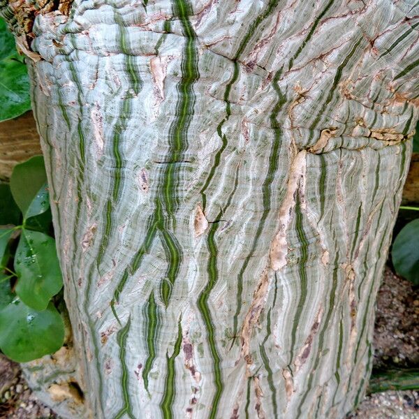 Pseudobombax ellipticum Bark