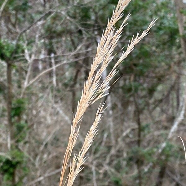 Calamagrostis canescens Цветок