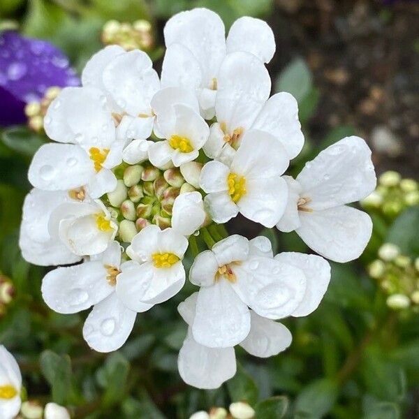 Iberis sempervirens Flower