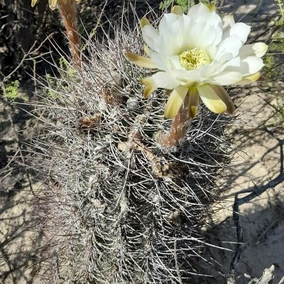 Acanthocalycium leucanthum Habit