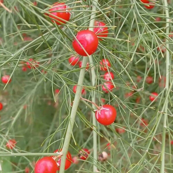 Asparagus officinalis Fruit