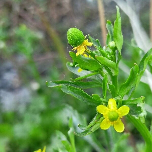 Ranunculus sceleratus Vrucht