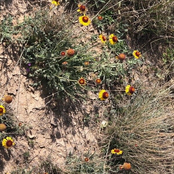 Gaillardia pinnatifida Blomma