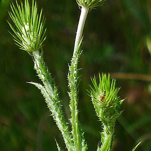 Carduus acicularis Ostatní