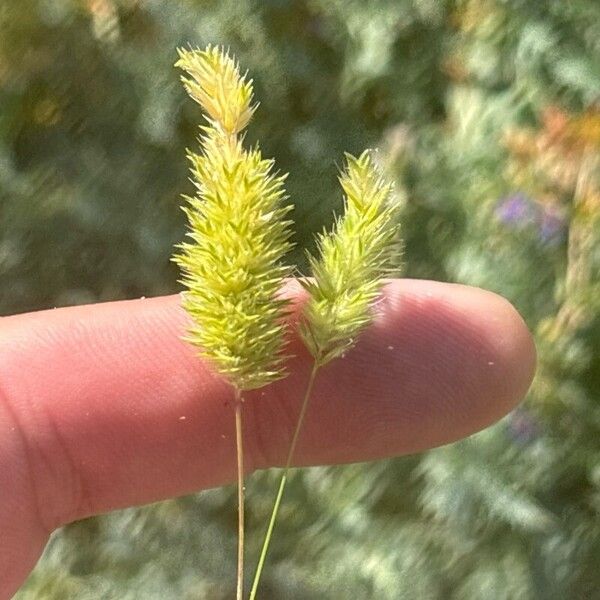 Rostraria cristata Fleur