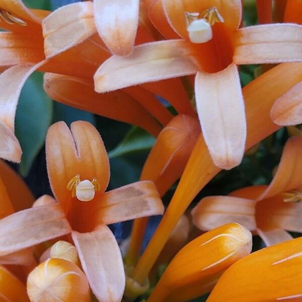 Pyrostegia venusta Flors