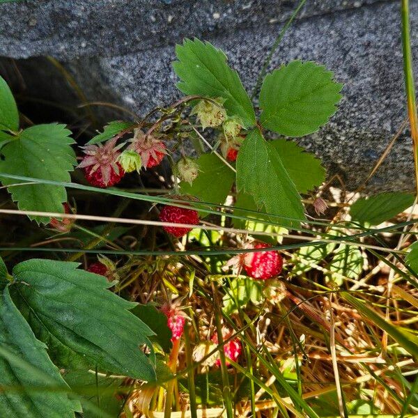 Fragaria virginiana Φρούτο