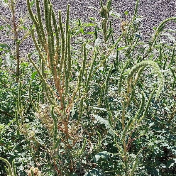 Amaranthus palmeri Lapas