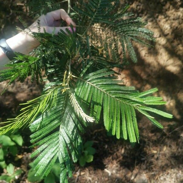 Acacia mearnsii Лист