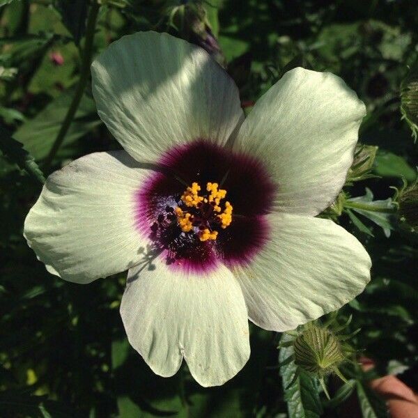 Hibiscus cannabinus Flower