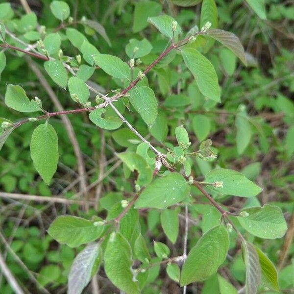 Lonicera xylosteum 叶