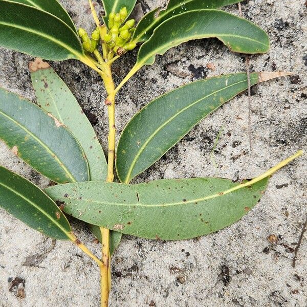 Eucalyptus botryoides Hostoa