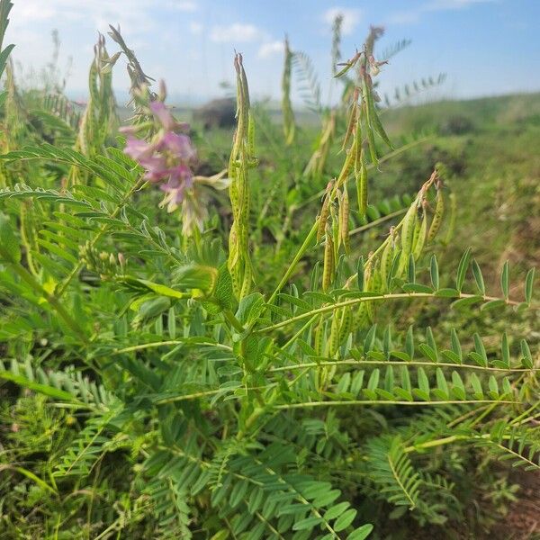 Astragalus atropilosulus आदत