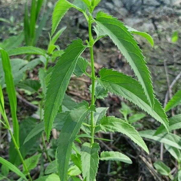 Veronica longifolia Leht